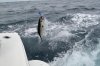 shootout more flying tuna.jpg