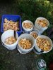 mushrooms.jpg