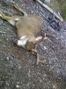 big fork nov 23 2013.jpg