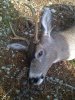 small fork Nov 23 2013.jpg