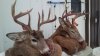 Two Bucks.jpg