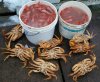 Crab_Prawn Haul_Dec 2013.jpg