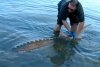 RC Sturgeon.jpg