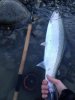 Max_Steelhead_Jan_2014.jpg