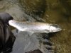 Steelhead_MX_Feb 18_2014.jpg