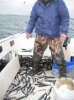 2014a herring.jpg