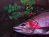 Steelhead print.jpg