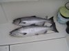 DSC01315.jpg