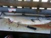 Sooke July 1 cleaning table.jpg