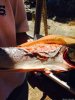 o-MOUNT-POLLEY-SALMON-NO-SKIN-570.jpg