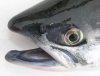 sockeye_head.jpg