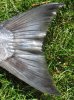 tail small.jpg