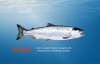 Coho850.jpg