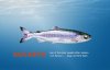 Sockeye850.jpg