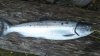100_0042.jpg