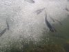 Fish in bubbles.jpg