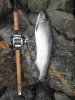 Fall Coho 2014 022.jpg