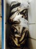Fresh Herring.jpg