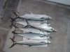 DSC01380.jpg