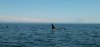 whales.jpg