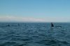 whales 2.jpg