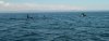 whales 3.jpg