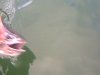 CLIP0005-001.jpg