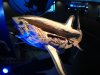 thresher-shark.jpg