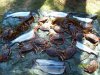 100_0284.jpg