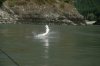 sturgeon_fish_-_fraser_river_sept9_102-850x567.jpg
