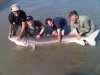 fraser_river_white_sturgeon-850x638.jpg