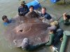 giantstingray01.adapt.1190.1.jpg