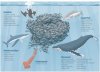 pacific_sardines_critical_food_source.jpg