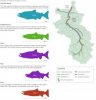 fish-run-graphic.jpg
