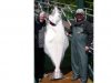 150 lbs Halibut.jpg