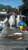 Father and son Harold and Scott 50 pound Halibut and lots of Lingcod.jpg