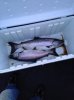 fish.jpg