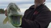 neon-green-jackfish.jpg
