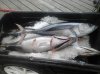 summer 2015 and tuna fishing 341.jpg