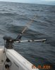 Rigger close up.jpg
