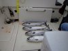 DSC00892.JPG
