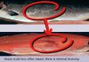 salmon-internal-bruising.jpg