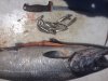 16lb_July 24 2016.jpg