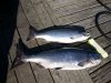 20160811_170113.jpg