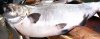 harvey's big big fish - Copy.jpg