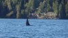 Orca 3.jpeg