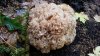 Cauliflower.jpg