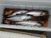 Fish cooler 11Dec2016.jpg