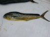 Fishing 8.jpg