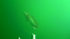 IMG_1642.PNG
